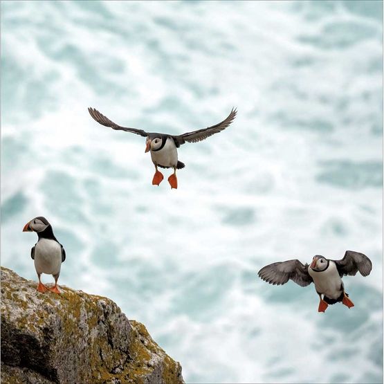 Puffins on Lundy Island Greetings Card