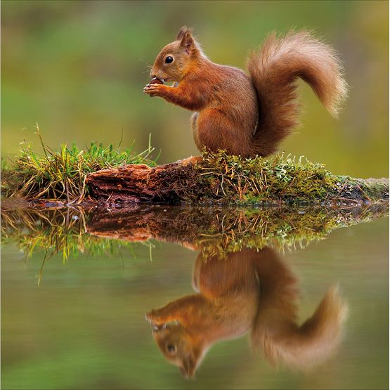 Red Squirrel Greetings Card