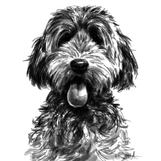 Sketch Of Scruffy Looking Dog Greetings Card