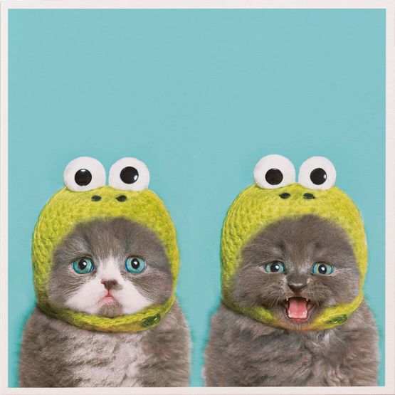 Twin Cat Hat Greetings Card