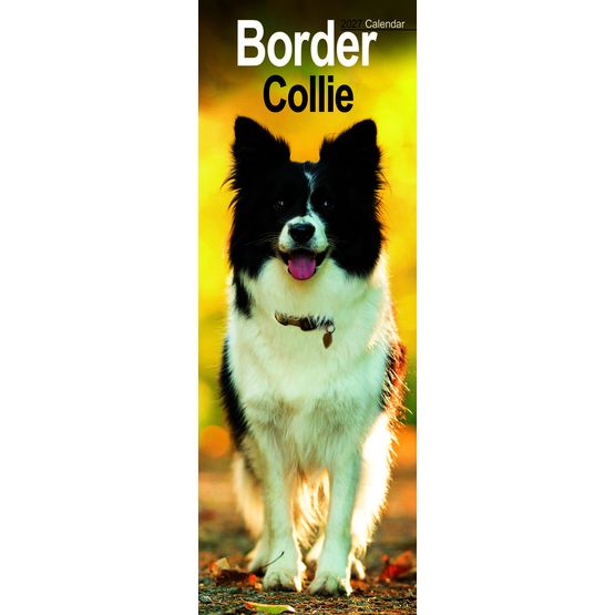 Otter House - Border Collie Slim Calendar 2027