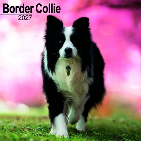 Otter House - Border Collie Wall Calendar 2027