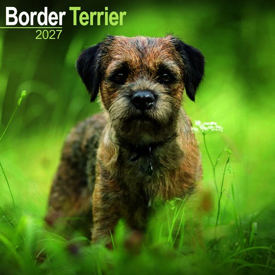 Otter House - Border Terrier Wall Calendar 2027