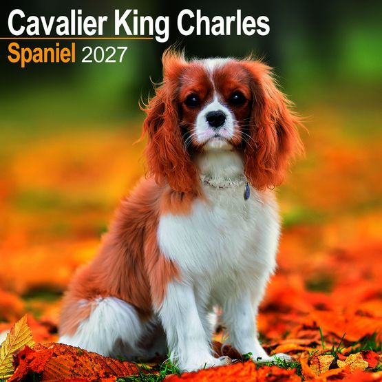 Otter House - Cavalier King Charles Spaniel Wall Calendar 2027