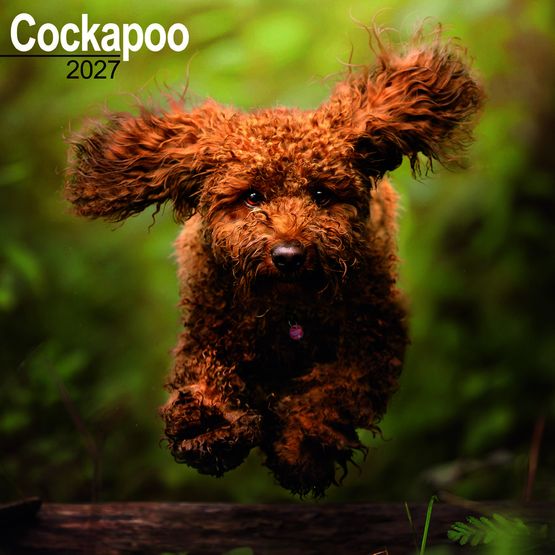 Otter House - Cockapoo Wall Calendar 2027