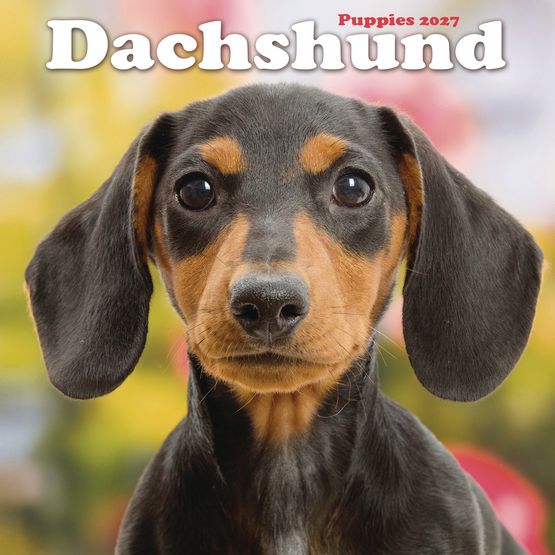 Otter House - Dachshund Puppies Mini Calendar 2027