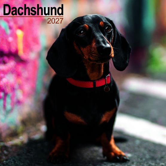 Otter House - Dachshund Wall Calendar 2027