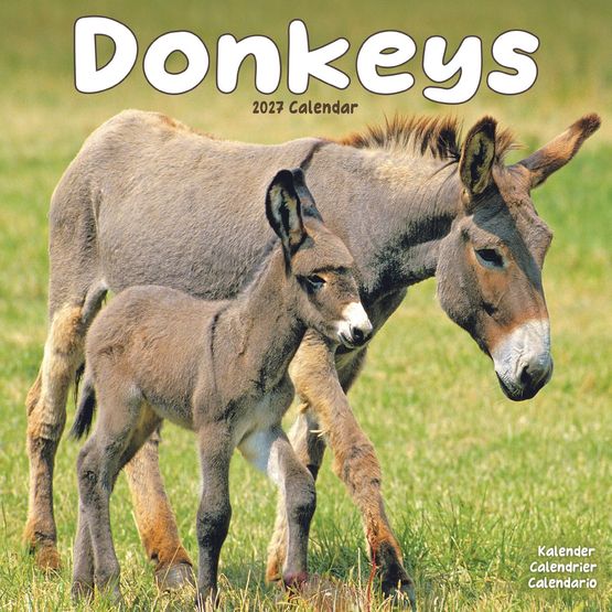 Otter House - Donkeys Wall Calendar 2027