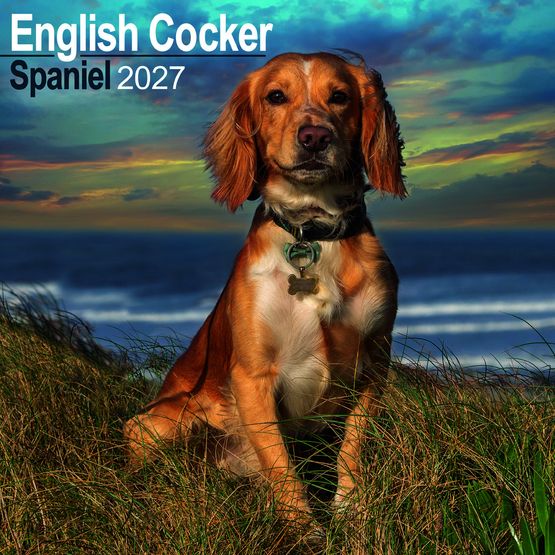 Otter House - English Cocker Spaniel Wall Calendar 2027