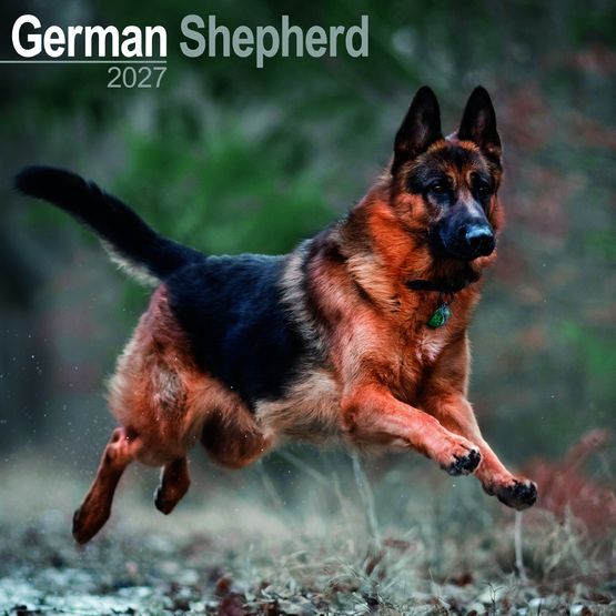 Otter House - German Shepherds Wall Calendar 2027