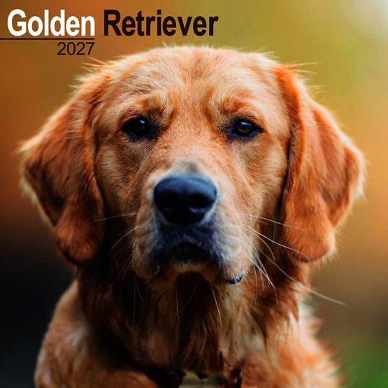 Otter House - Golden Retriever Wall Calendar 2027