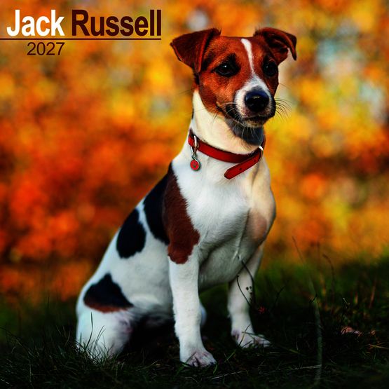 Otter House - Jack Russell Wall Calendar 2027