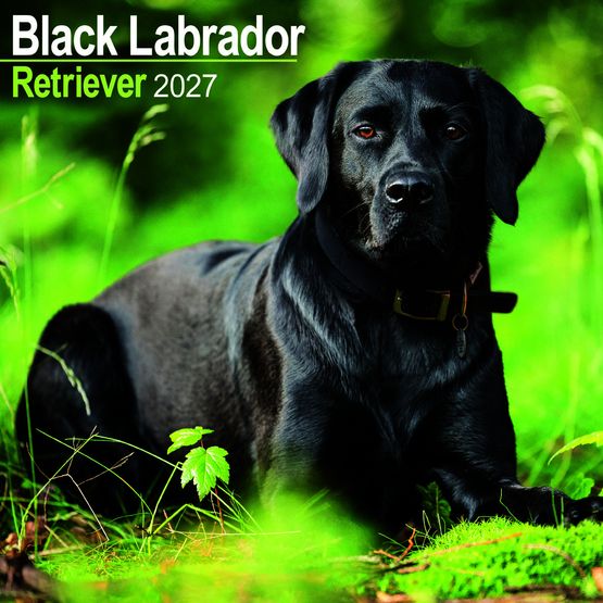 Otter House - Labrador Retriever Black Wall Calendar 2027