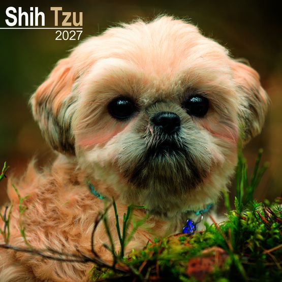 Otter House - Shih Tzu Wall Calendar 2027