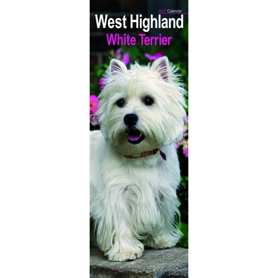 Otter House - West Highland White Terrier Slim Calendar 2027