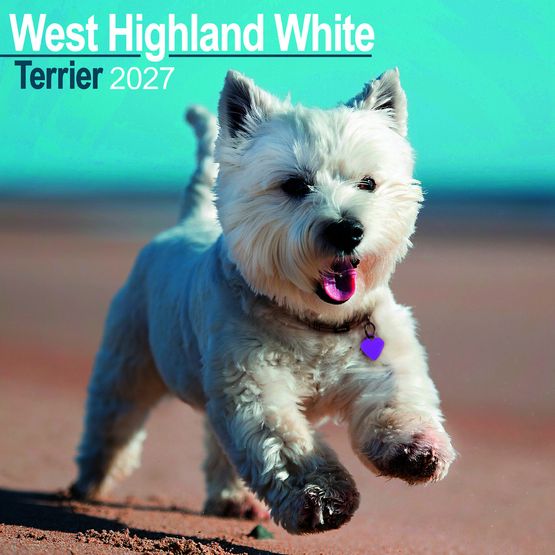 Otter House - West Highland White Terrier Wall Calendar 2027
