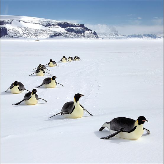 Penguins Sliding Over The Snow Christmas Card