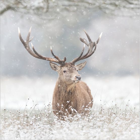 Red Stag In Winter Christmas Card