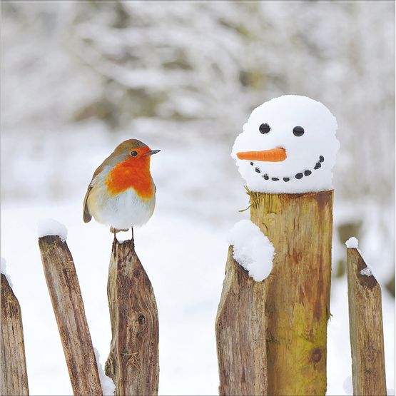 Robin On A Snowy Fence Christmas Card