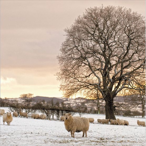 Sheep In Snowy Field Christmas Card