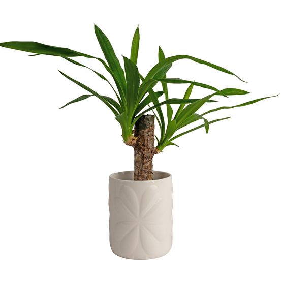 Beau &amp; Elliot Carnaby Large Ceramic Pot Ivory