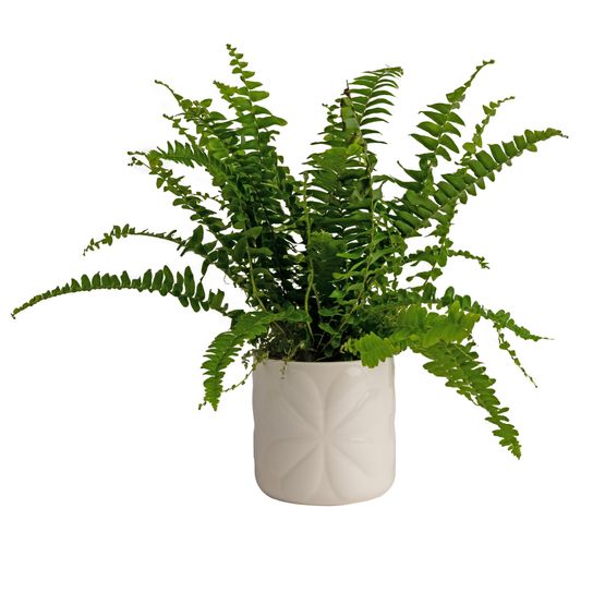 Beau &amp; Elliot Carnaby Small Ceramic Pot Ivory