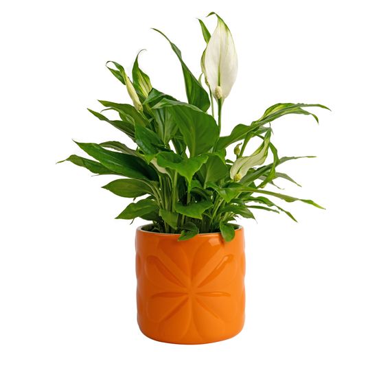 Beau &amp; Elliot - Carnaby Small Ceramic Pot Orange
