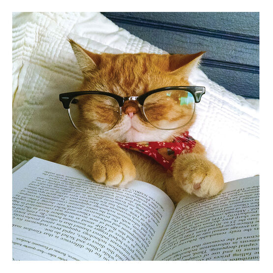 Cat Asleep With Book