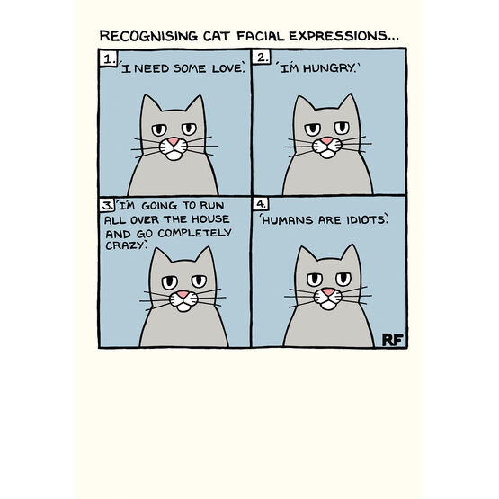 Cat Facial Expressions
