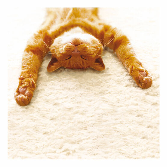 Cat Lying On His Back