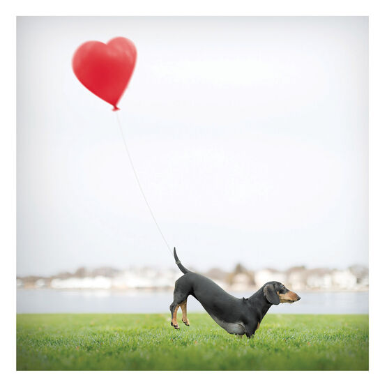 Dachshund With Balloon Tied To Tail