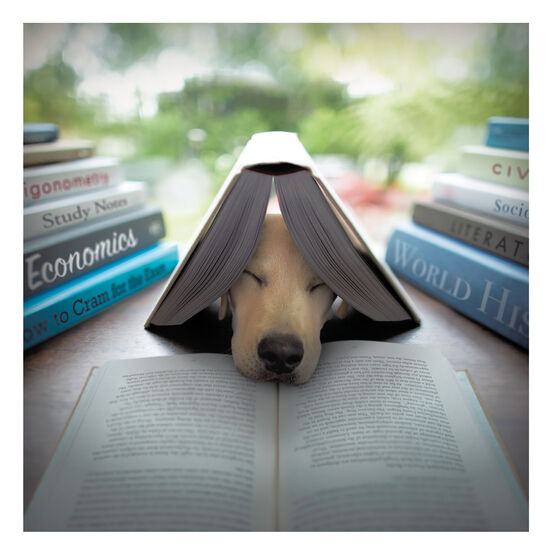 Dog Asleep Under Book