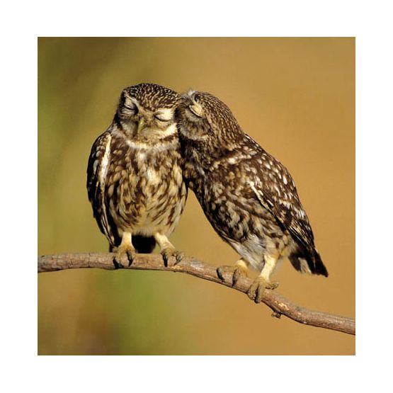 Little Owls