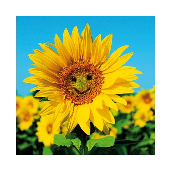 Sunny Disposition